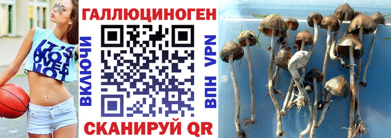 ссылка на мегу ТОР  Волоколамск  Галлюциногенные грибы Cubensis 